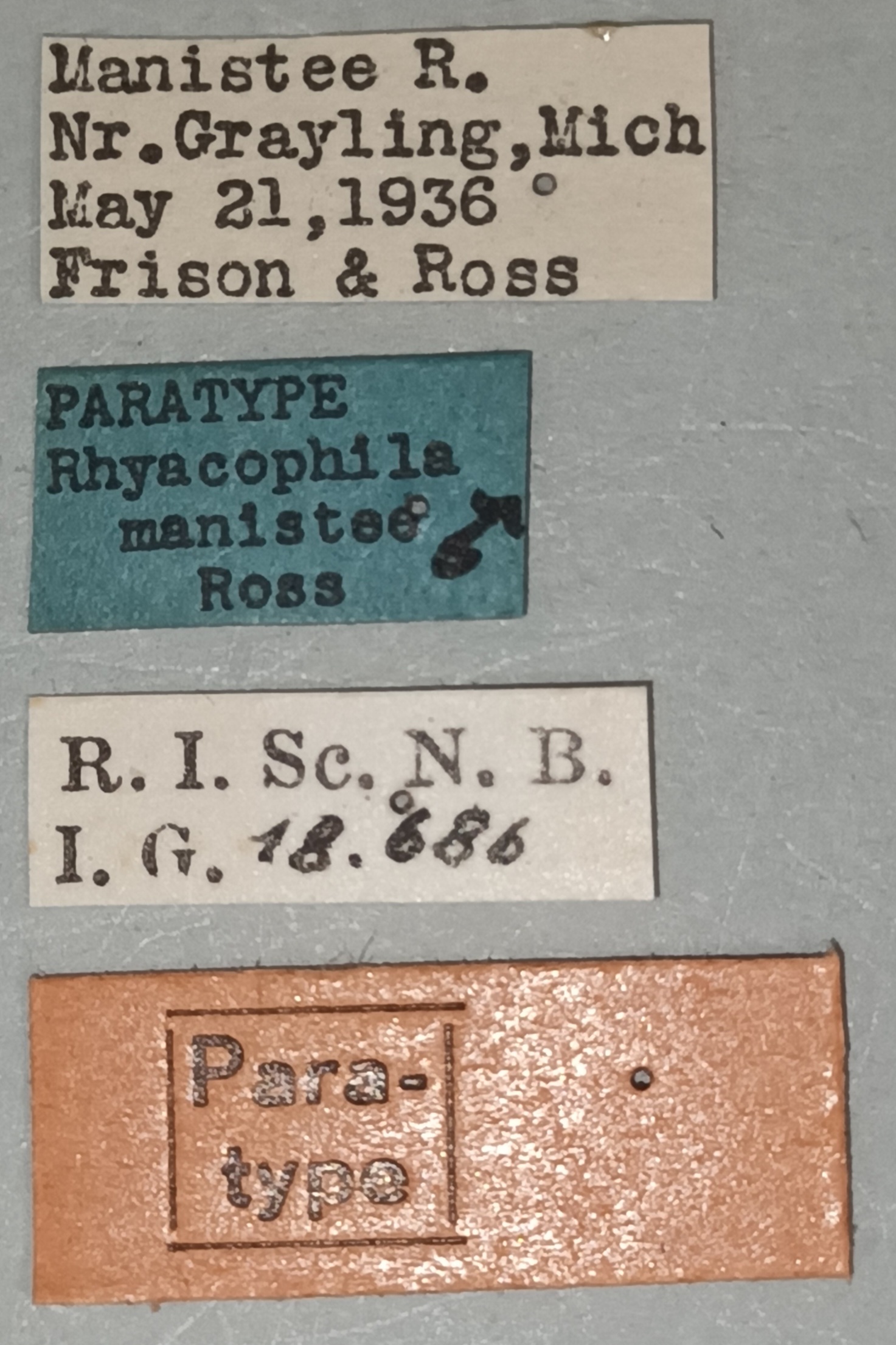 Rhyacophila manistee M Pt Labels.jpg