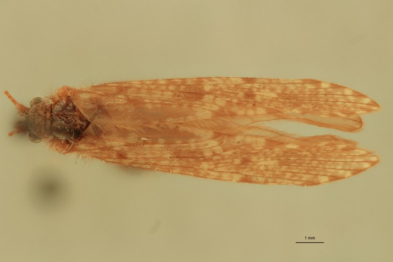 Rhyacophila vaccua M Pt D.jpg