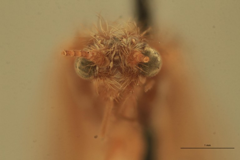 Rhyacophila vaccua M Pt F.jpg