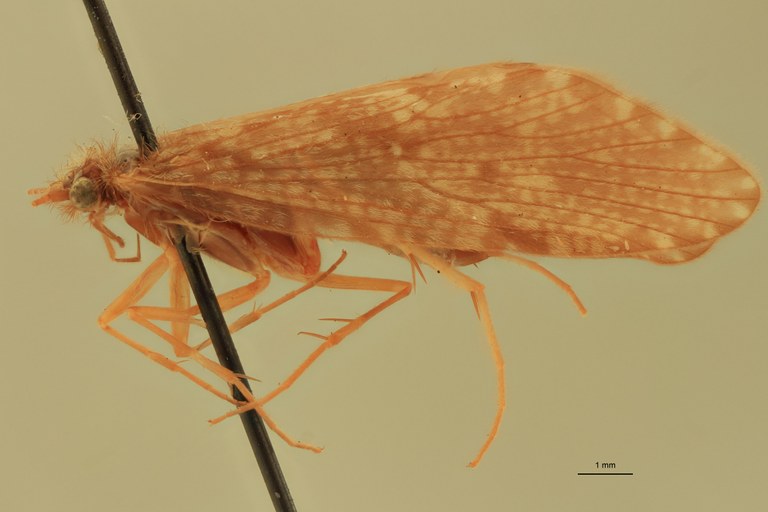 Rhyacophila vaccua M Pt L.jpg