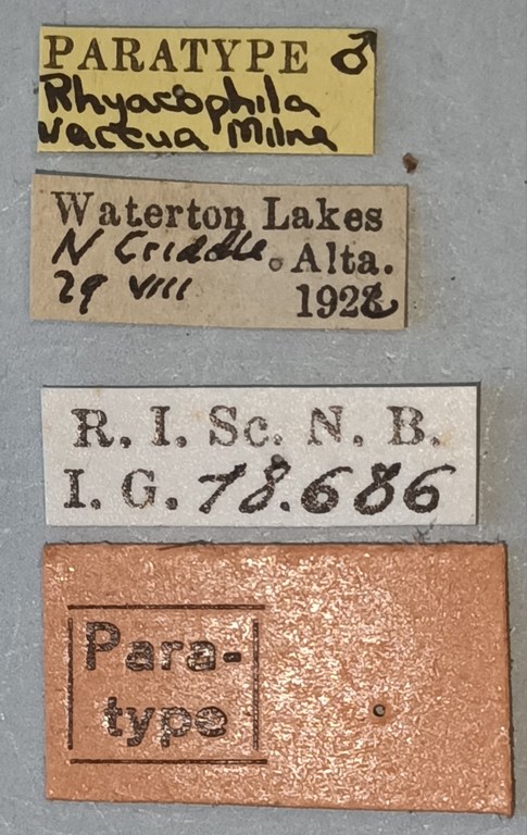 Rhyacophila vaccua M Pt Labels.jpg
