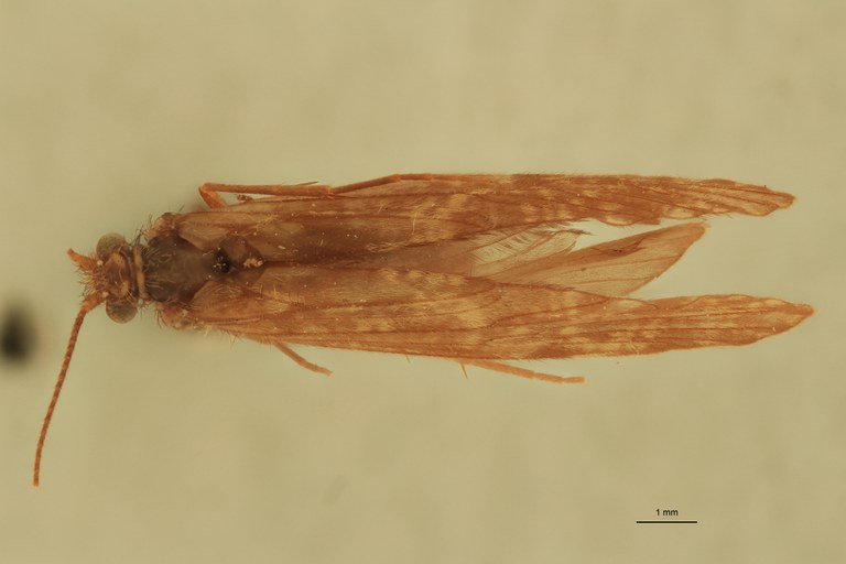 Rhyacophila vao M Pt D.jpg