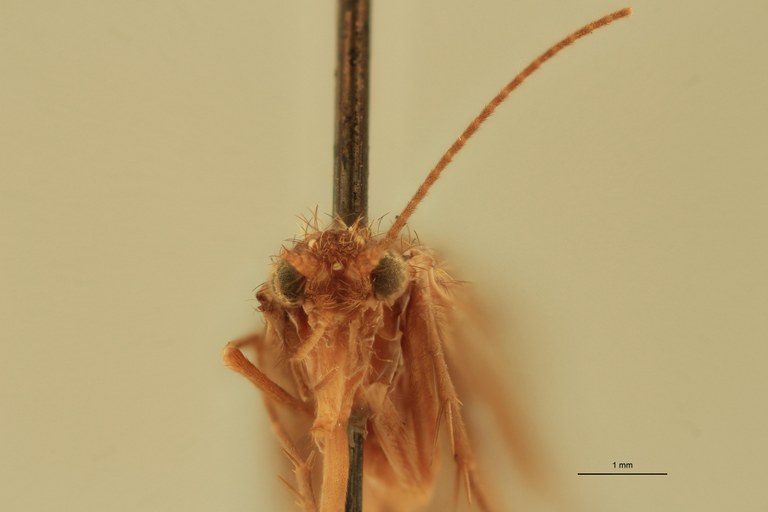 Rhyacophila vao M Pt F.jpg