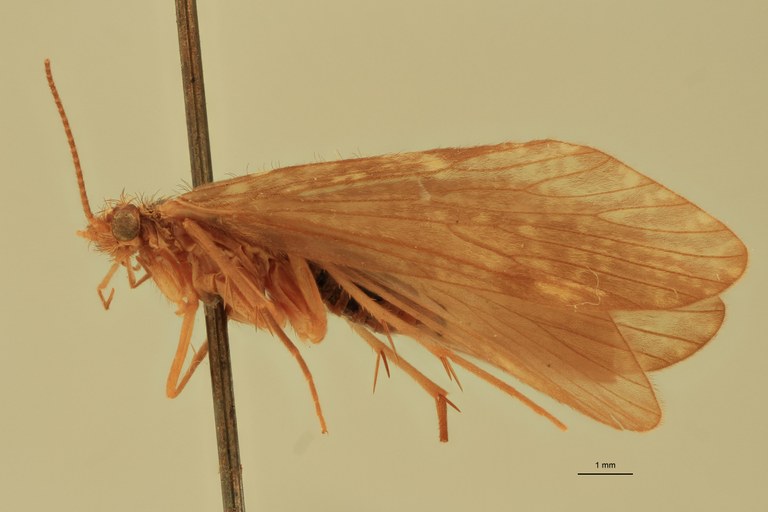 Rhyacophila vao M Pt L.jpg