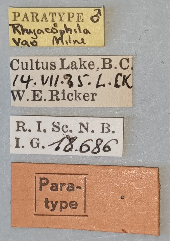 Rhyacophila vao M Pt Labels.jpg