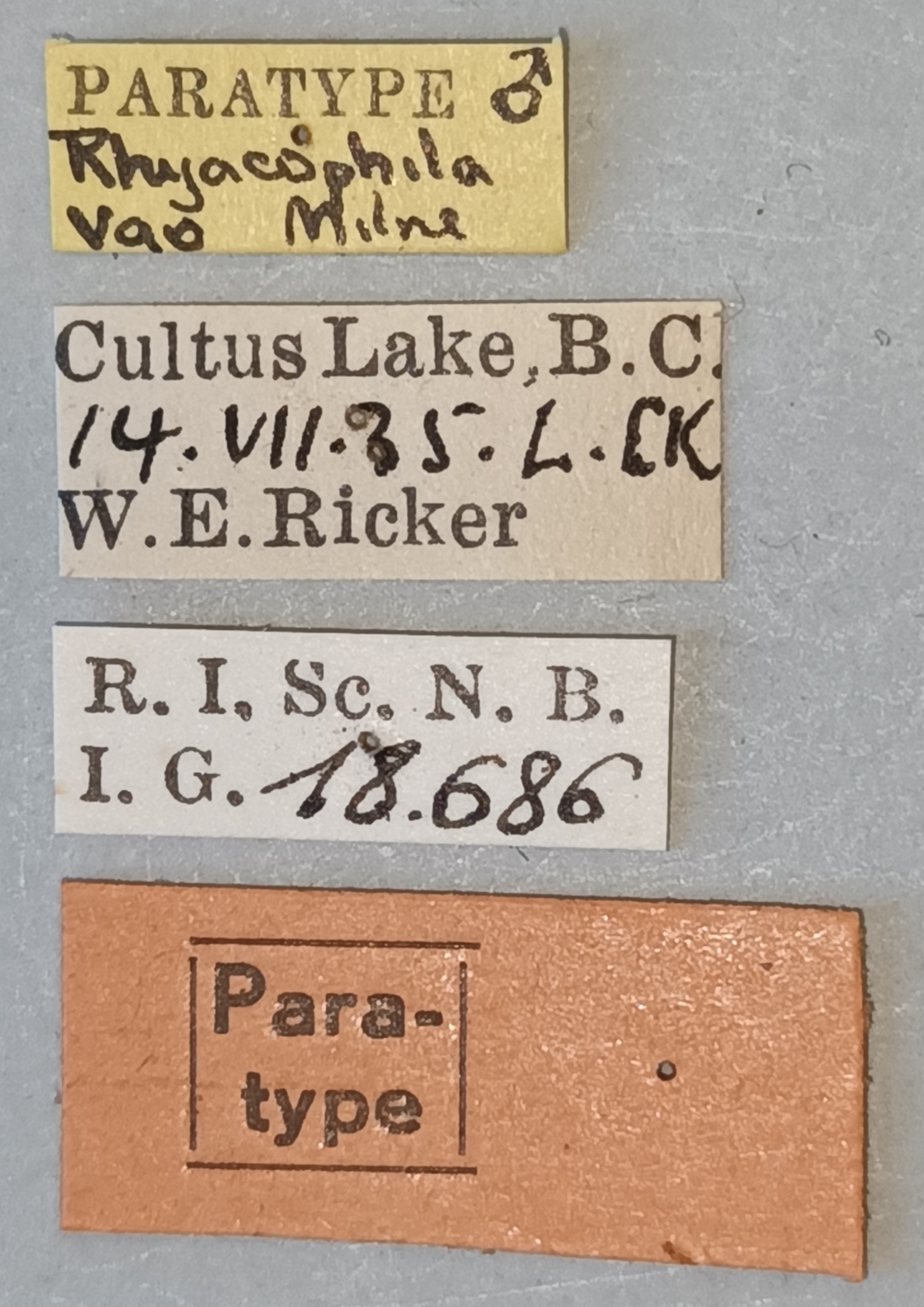 Rhyacophila vao M Pt Labels.jpg