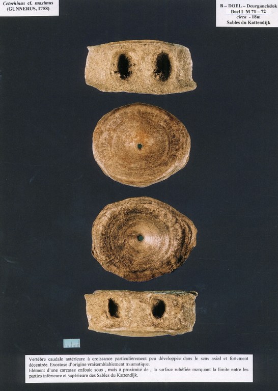 014e0270_prent19.jpg