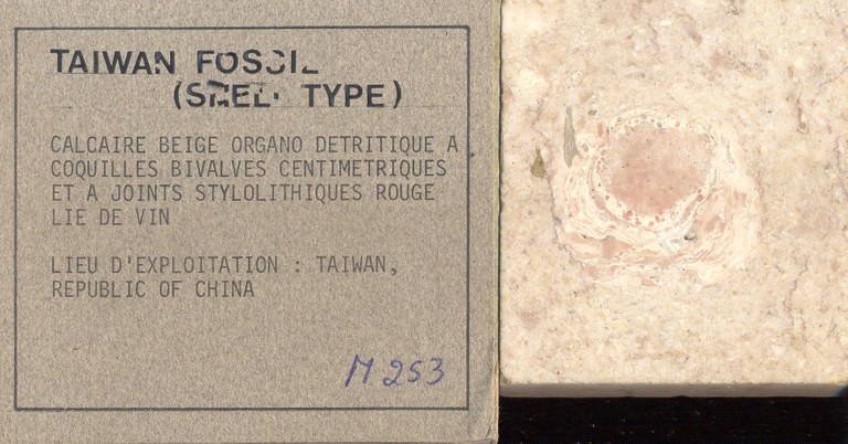 Taiwan Fossil (shelltype) M253