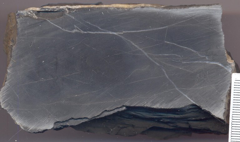 B0839 senzeille groevemonster.jpg