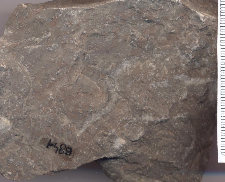 B0841 senzeille groevemonster.jpg