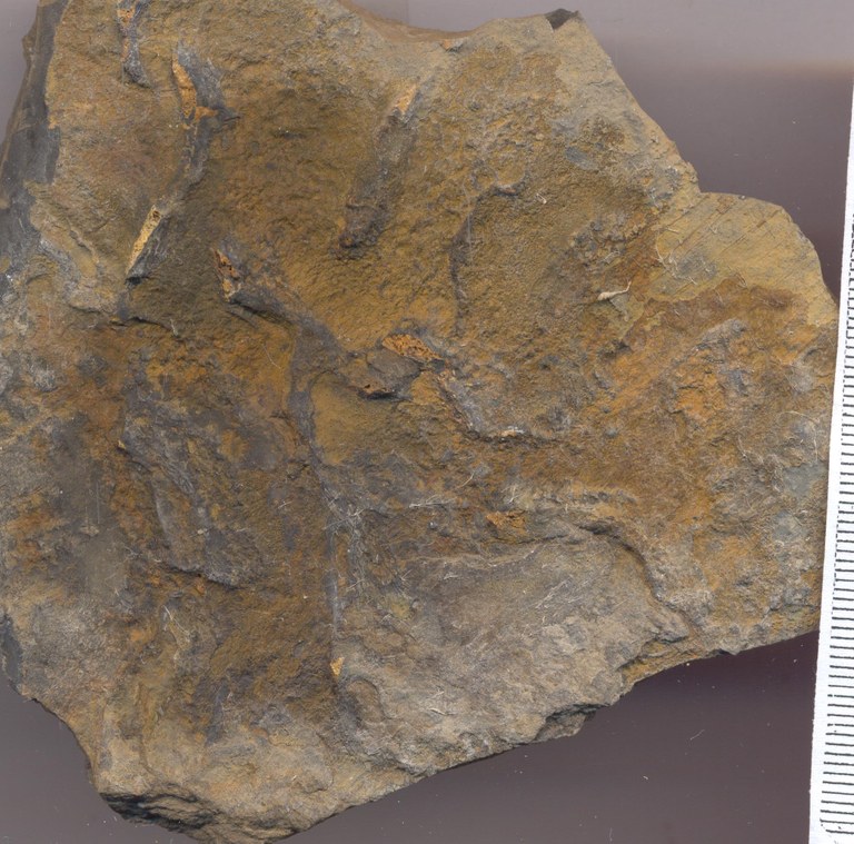 B0846 senzeille groevemonster.jpg