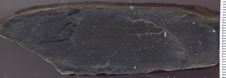 B0848 Senzeilles groevemonster.jpg