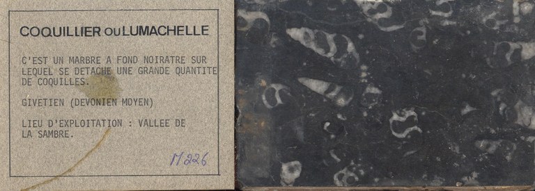 Coquillier ou Lu Machelle M226 