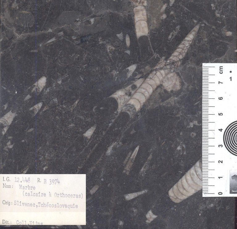 Marbre calcaire a orthoceras RR3974