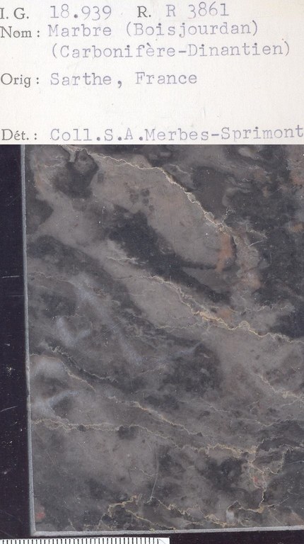 Bois Jourdan Carbonifere Dinantien RR3861