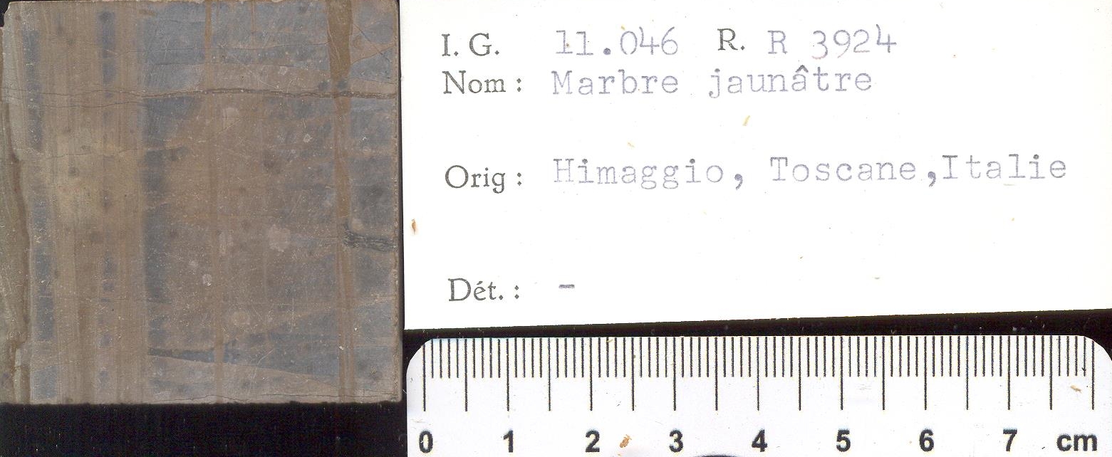 Himaggio Jaunâtre RR3924