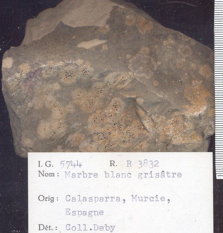 Calasparra blanc grisatre RR3832