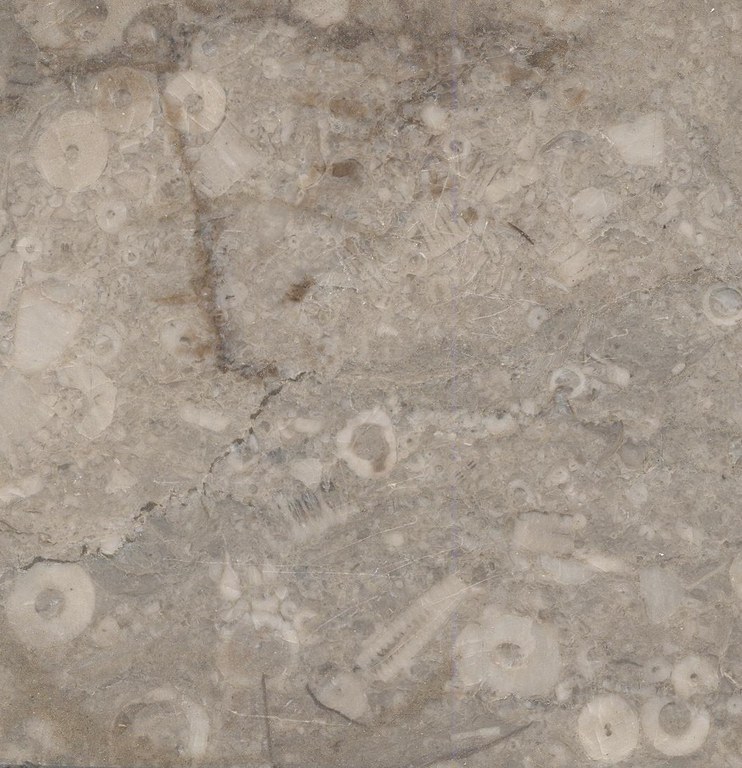 Hadene N°3A Fossil M553 
