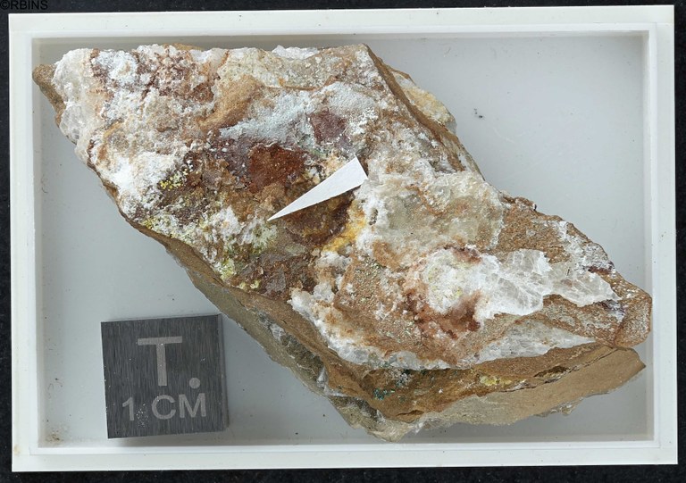 rc4788-holotype-zs-pmax_dxo_lowq.jpg