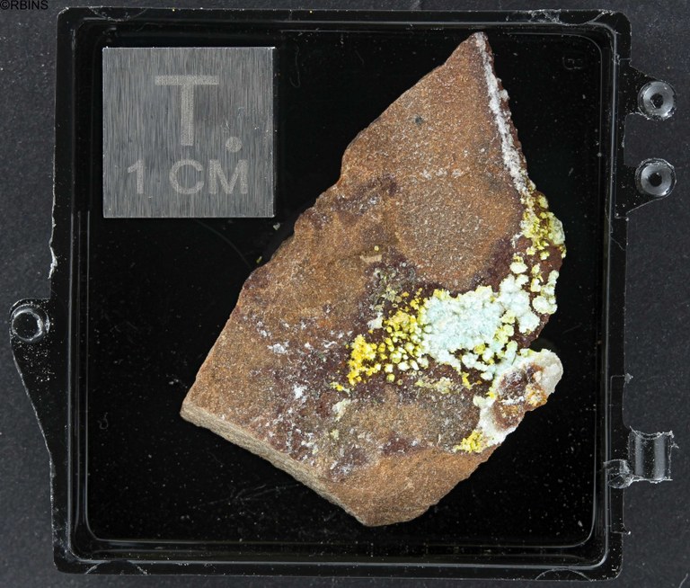 RC5166-holotype ZS PMax_DxO_LowQ.jpg
