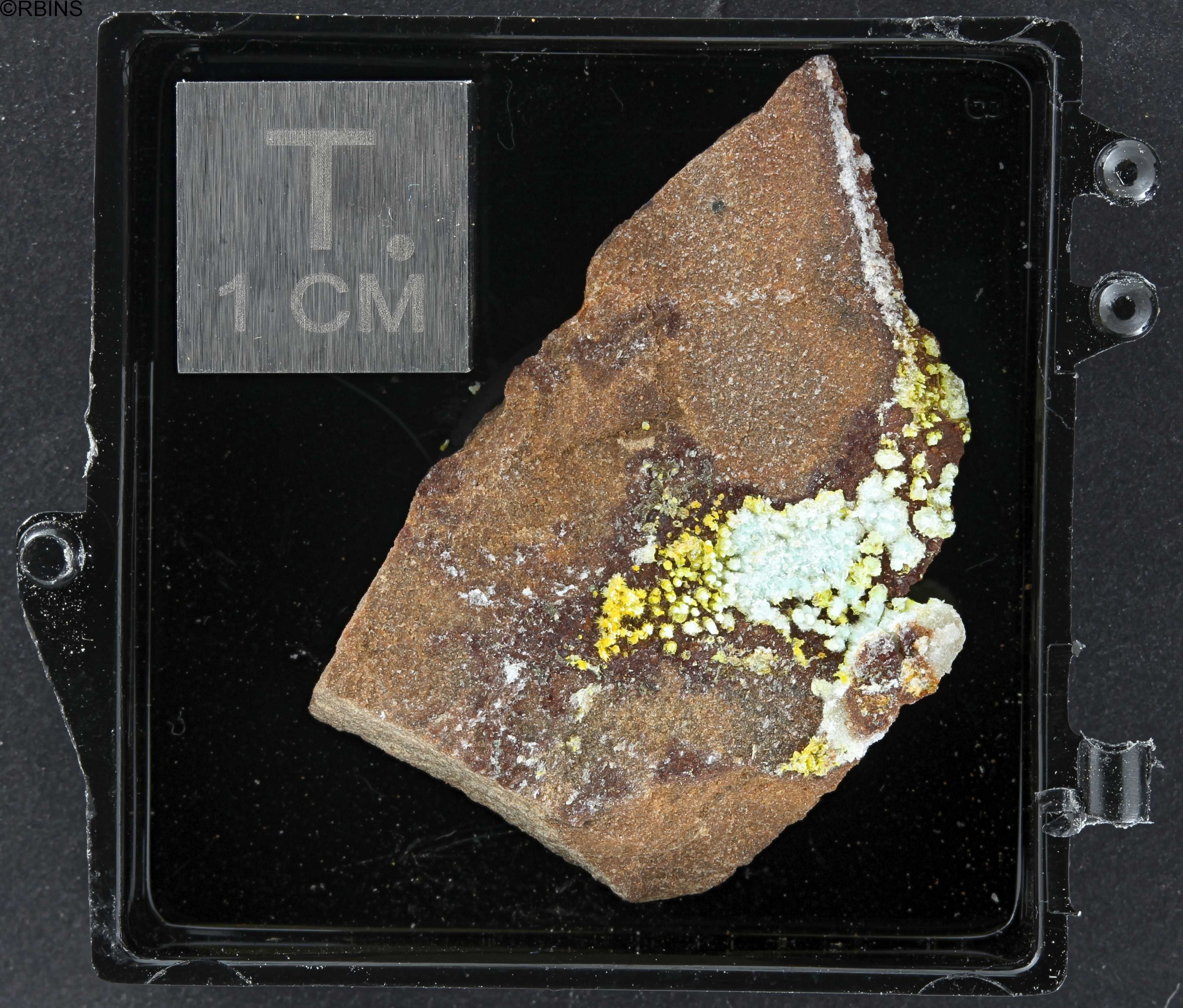 RC5166-holotype ZS PMax_DxO_LowQ.jpg