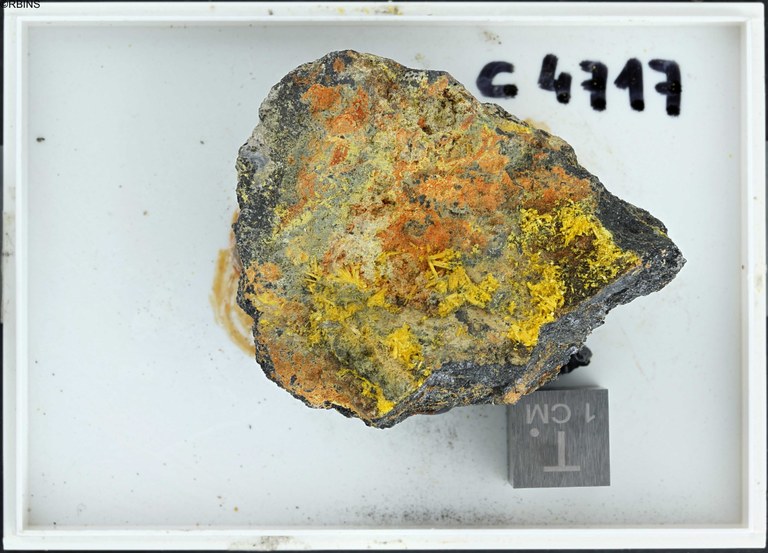 rc4717-holotype-zs-pmax_dxo_lowq.jpg