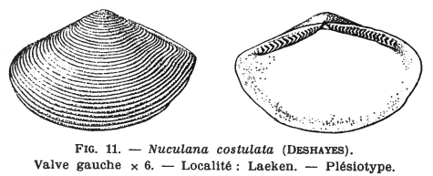 Fig.11 - Nuculana costulata
