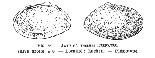 Fig.66 - Abra cf. recluzi