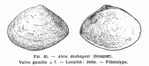 Fig.65 - Abra deshayesi