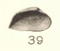 Pl. III, fig. 39