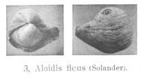 Fig.3 - Aloidis ficus
