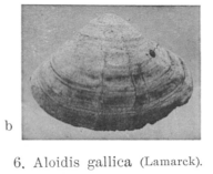 Fig.6b - Aloidis gallica