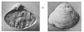 Fig.6a - Aloidis gallica