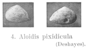 Fig.4 - Aloidis pixidicula