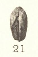 Pl. III, fig. 21
