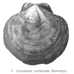 Fig.2 - Amusium corneum