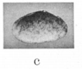 Fig.2c - Angulus textilis