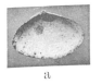 Fig.2a - Angulus textilis