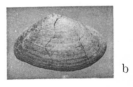 Fig.2b - Angulus textilis