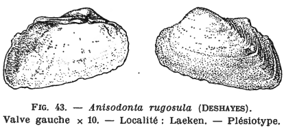 Fig.43 - Anisodonta rugosula