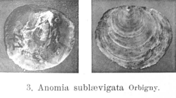 Fig 3 - Anomia laevigata Nyst, P.H. (1843)