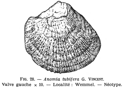 Fig 28 - Anomia tubifera Glibert, M. (1936)