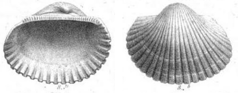 Fig.8a-b - Arca latesulcata
