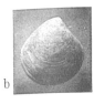 Fig.1b - Astarte nystana
