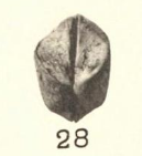 Pl. II, fig. 28