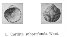 Fig.5 - Cardita crebisulcata subprofonda