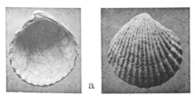 Fig.6a - Cardita rugifera