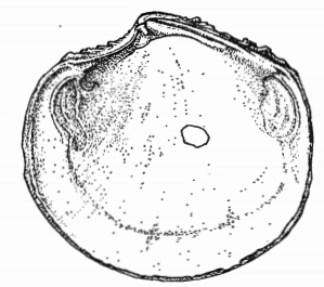 Fig 50b - Cavilucina galeottiana