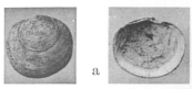 Fig.3a - Cavilucina mitis