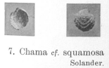 Fig.7 - Chama cf. squamosa